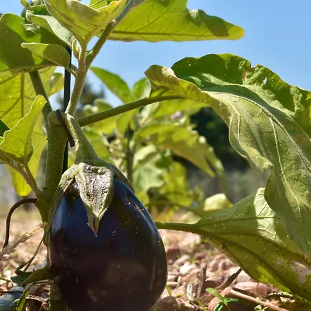 Il Borgo Delle Pampare Farmház *