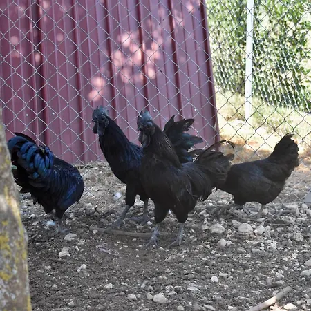 Il Borgo Delle Pampare Farmház *