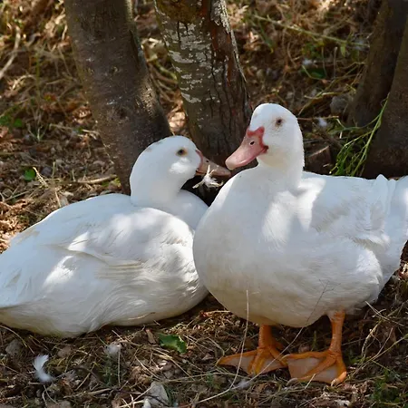 Il Borgo Delle Pampare Farmház Campello sul Clitunno