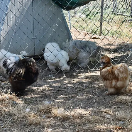 Farmház Il Borgo Delle Pampare