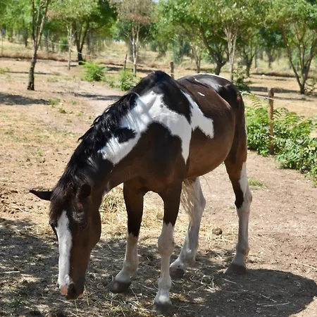 Farm stay Il Borgo Delle Pampare *