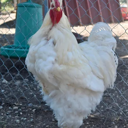 Il Borgo Delle Pampare Farmház Campello sul Clitunno